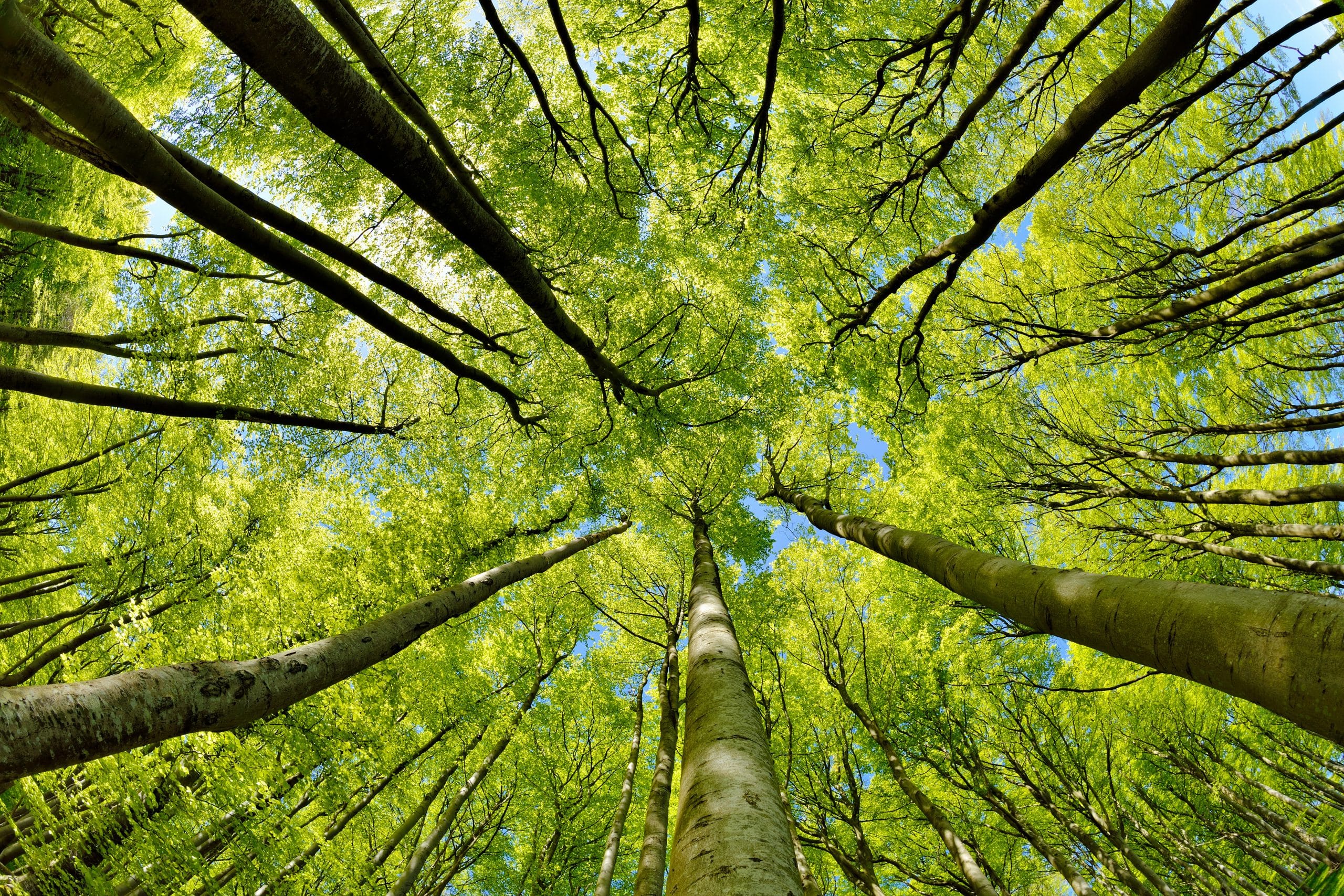 Tree tops shot from below