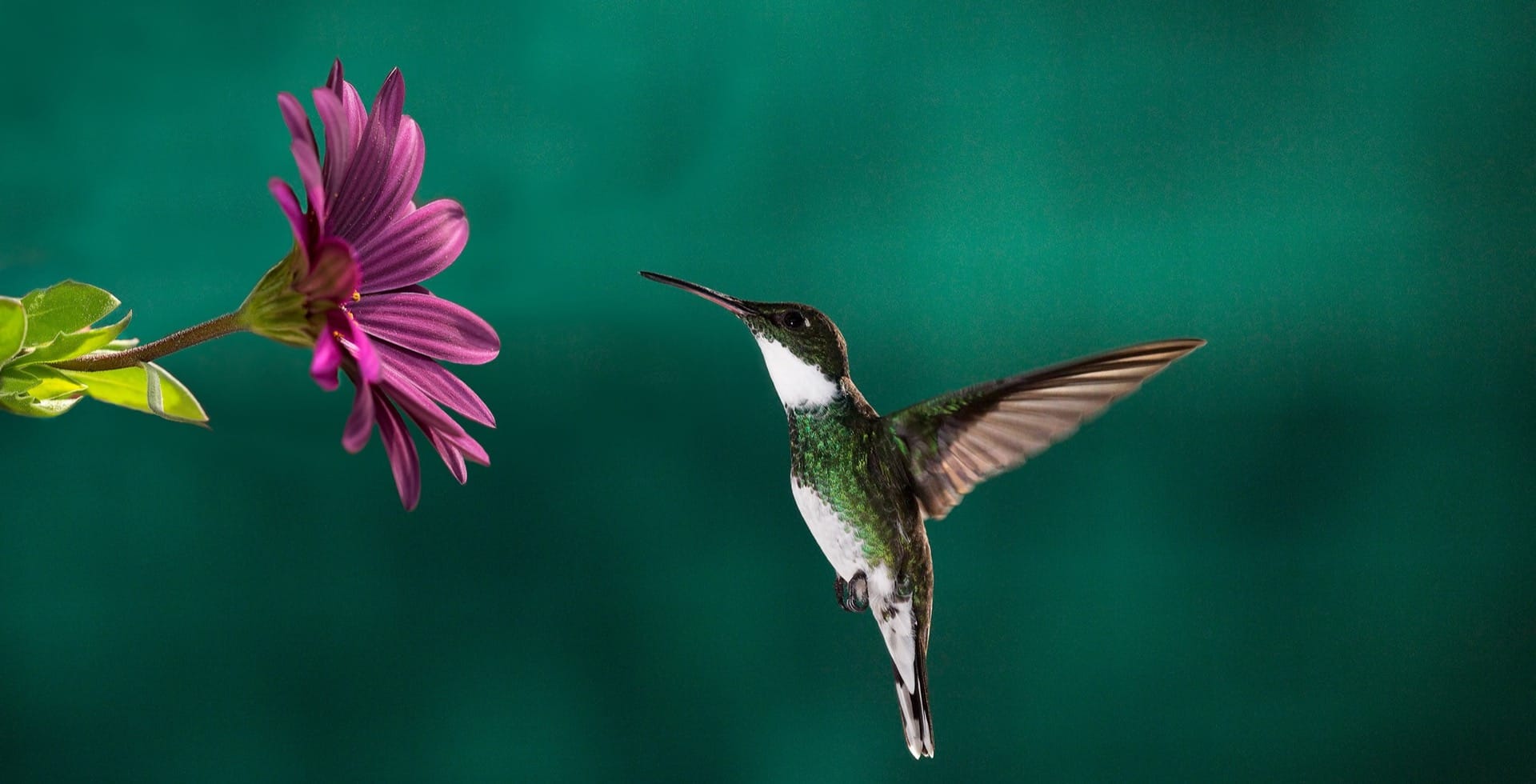 hummingbird - State of Open Monographs Cover