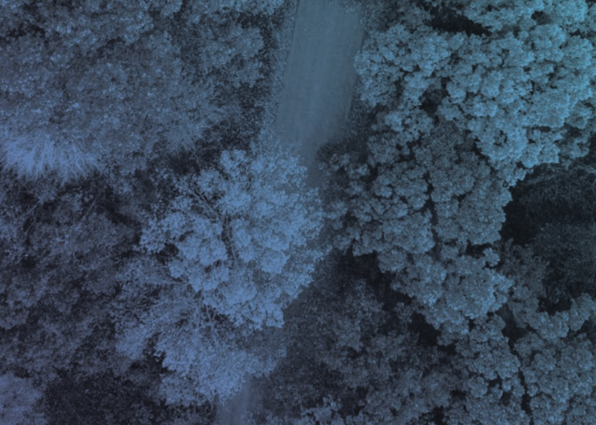 road winding through forest