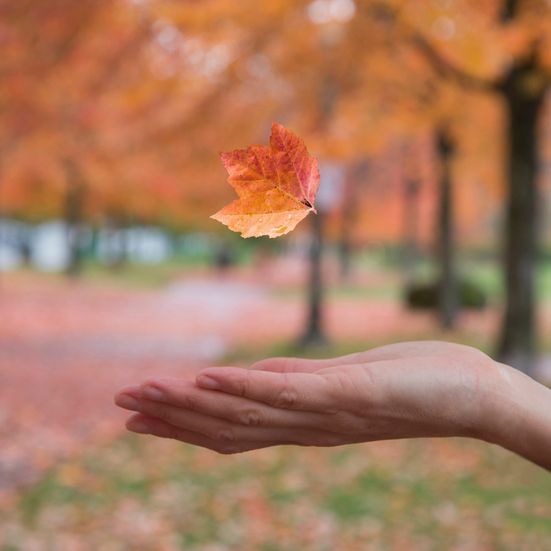 photo of hand underneath falling leaf
